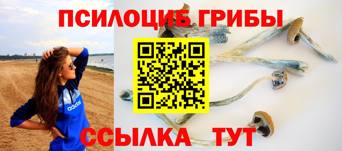 Псилоцибиновые грибы Psilocybe Кирово-Чепецк